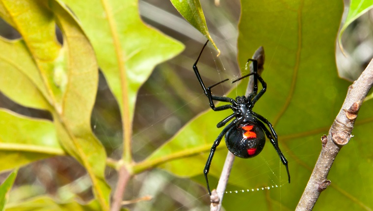 A Black Widow Spider spinning a web in an oak tree.