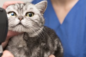 The cat is examined by the veterinarian. Vet lights up with the slit lamp in the eye of the pet.