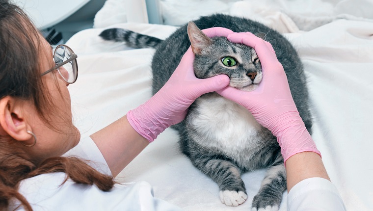 Woman vet doctor examines the vision and eyes of a large gray cat in a veterinary clinic