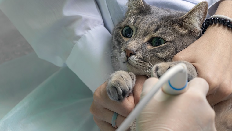 Reception at the veterinary clinic. Close up veterinarian makes an abdominal ultrasound to the grey cat on the medical table. soft focus