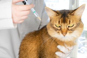 Vet making an injection of vaccine to a purebred abyssinian ginger cat