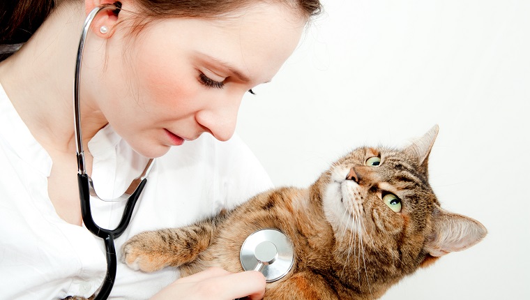 A young earopean female veterinarian, wearing a white smock and holding a young domestic cat on her arm. In her right hand she is holding a stethoscope, pointing on the cats chest to check her breathing and the heartbeat. The kitten has soft brown fur and yellow eyes. The background is white