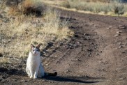 There are these funny little birds in my neighborhood, and I thought I'd try and snap some photos of them with the Zuiko 50mm 1.4 that my brother-in-law gave me, but the neighbor's cat decided to come on a walk with me, so that didn't go as planned. :)