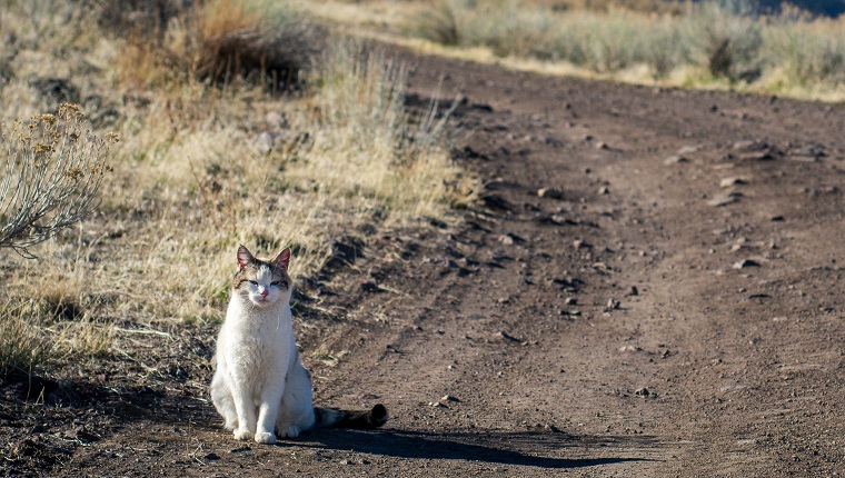 There are these funny little birds in my neighborhood, and I thought I'd try and snap some photos of them with the Zuiko 50mm 1.4 that my brother-in-law gave me, but the neighbor's cat decided to come on a walk with me, so that didn't go as planned. :)