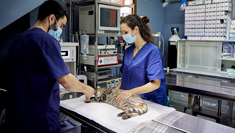 Male doctor and assistant in their 20s wearing scrubs and surgical masks preparing tabby cat lying on its side for surgical procedure.