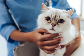 Cropped image of beautiful female doctor veterinarian with stethoscope is examining cute white cat at vet clinic.