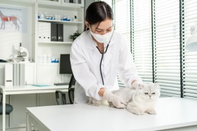 Asian veterinarian examine cat during appointment in veterinary clinic. Professional vet doctor woman stand on examination table with stethoscope work and check on little animal kitten in pet hospital