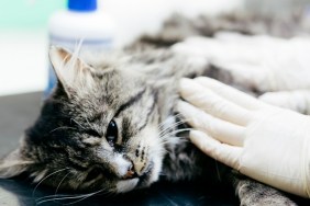 A Veterinary Surgeon examining a cat in a Veterinary Hospital. It is suspected to have been hit by a car. The cat is under anaesthetic.