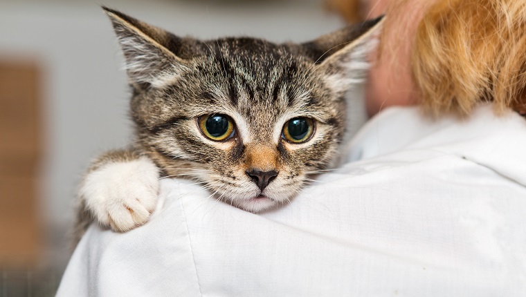 Small, frightened kitten into the hands of the physician of the shelter for homeless animals