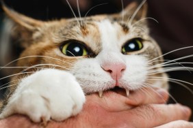 Ferocious red cat bites its owner in the arm with all its power.