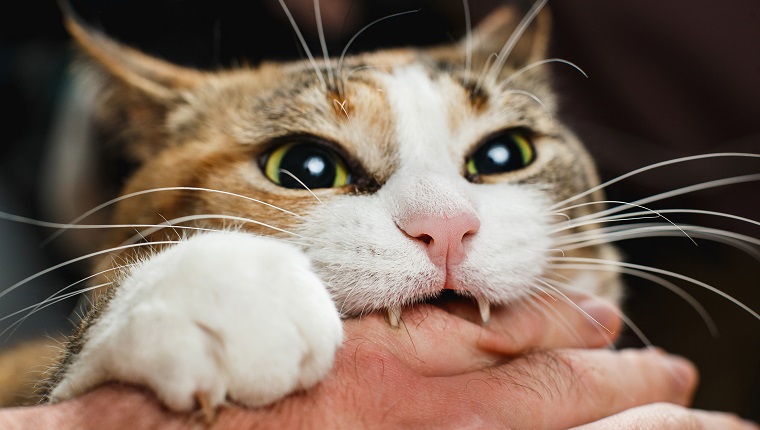 Ferocious red cat bites its owner in the arm with all its power.