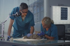 Medium shot of cat having ultrasound scan in a veterinary clinic