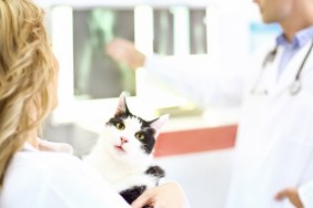 Mid aged male and female vets examining X rays of the cat female doctor is holding. Rear view. The cat is black and white and looking at camera, a bit scared and curious.