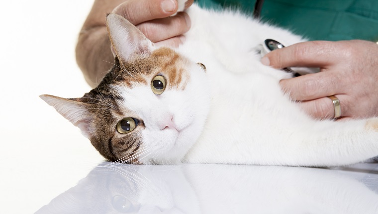 Vet examining cat.