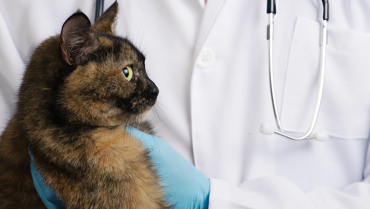 Veterinarian in blue latex gloves holding tricolor cat in clinic