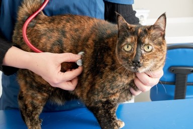 Veterinarian checking a cat with a stethoscope at the clinic