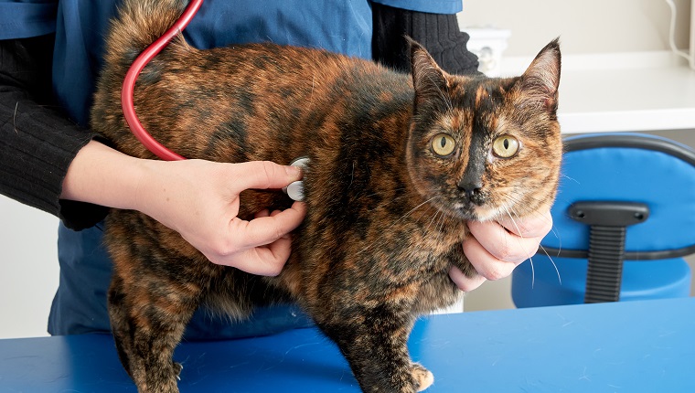 Veterinarian checking a cat with a stethoscope at the clinic