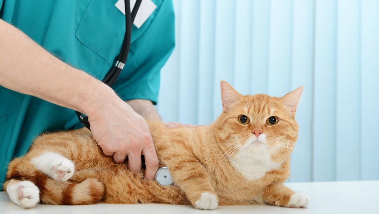 vet and a beautiful British cat