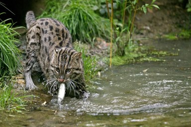 FISHING CAT prionailurus viverrinus, ADULT IN WATER CATCHING FISH