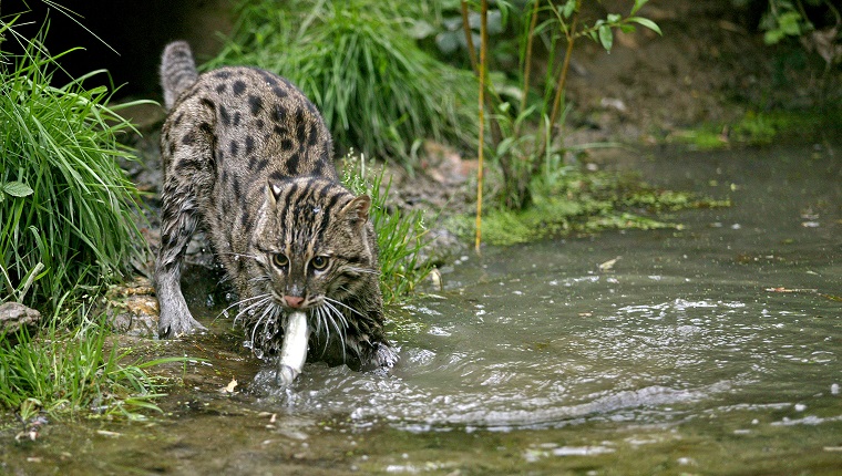 FISHING CAT prionailurus viverrinus, ADULT IN WATER CATCHING FISH