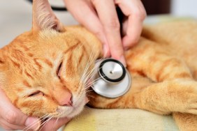 Veterinarian examining a kitten in animal hospital