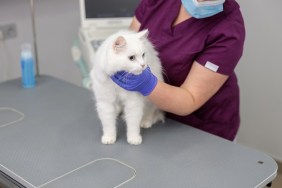 confident doctor is doing medical treatment of a cat in modern veterinary clinic