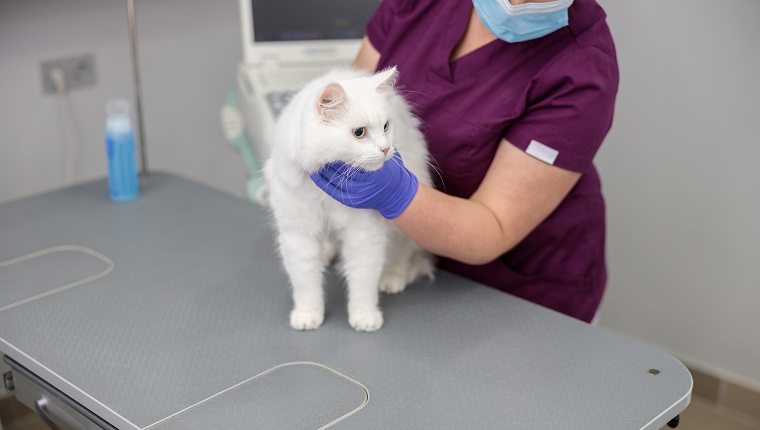 confident doctor is doing medical treatment of a cat in modern veterinary clinic