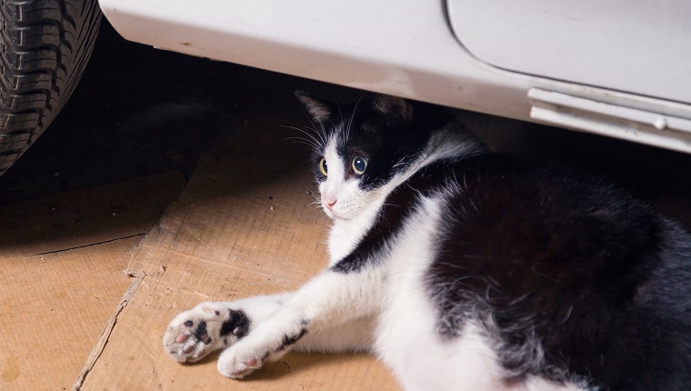 Resting cat, lying on cardboards behind a car, surprised there, open eyed looking. In a old garage.