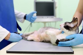 Two veterinarian doctor are going to do an x-ray of the breed Cornish Rex cat during the examination in veterinary clinic. Pet health.