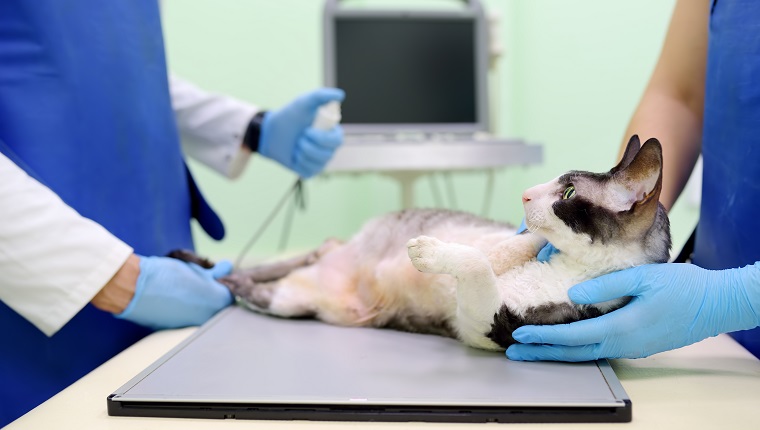 Two veterinarian doctor are going to do an x-ray of the breed Cornish Rex cat during the examination in veterinary clinic. Pet health.