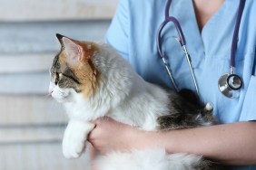 Young female doctor Veterinary with a three color cat on arms. medical equipment on background.