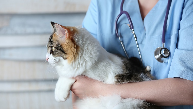 Young female doctor Veterinary with a three color cat on arms. medical equipment on background.