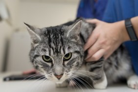 Cat in the veterinary practice. Veterinarian is X-ray the animal