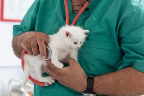 Male Vet Taking Care Of Cute Kitty