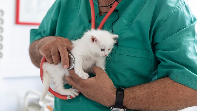 Male Vet Taking Care Of Cute Kitty