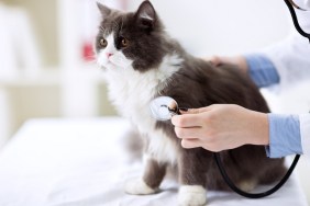 Cat check up at veterinarian office