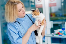 Female vet holding beautiful cat.