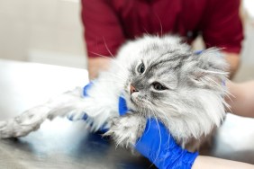 A young female anesthetist, a veterinarian, inserts a catheter into the cat and performs anesthesia before surgery. An assistant is holding a cat. Vet clinic. Preparing a cat for the procedure.