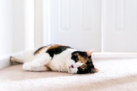 Sad calico senior cat lying down waiting by bedroom door for owners to open it as feline left behind abandoned