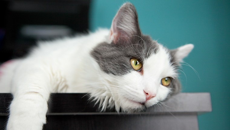 A cute white and gray cat hanging on the edge of a desk.