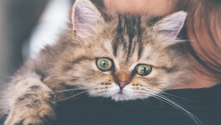 sick chinchilla persian kitten cat worrying in examining and leaning on woman owner shoulder to go to see veterinarian doctor at vet clinic. animal and lifestyle concept. vintage photo and film style.