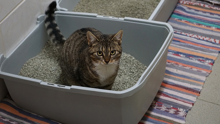 small beautiful cat is sitting in the litter box