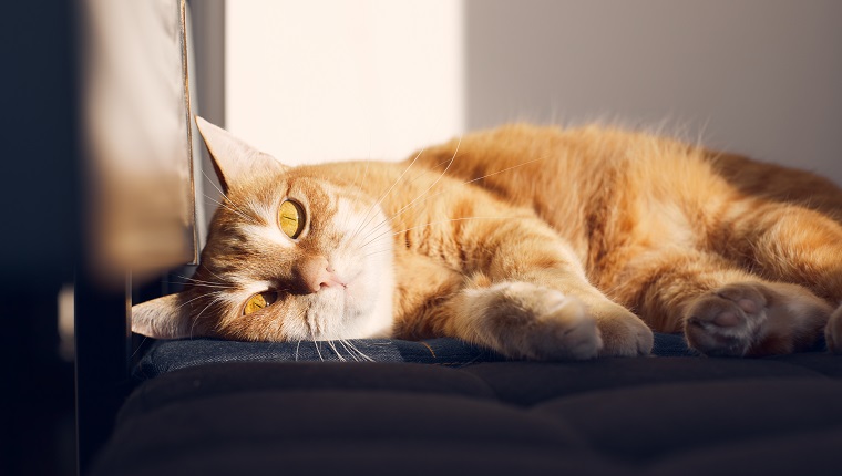 The ginger cat lies on a chair and is sad. Front view.