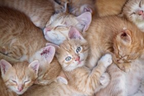 Many kittens asleep and one with eyes open