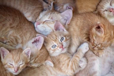 Many kittens asleep and one with eyes open