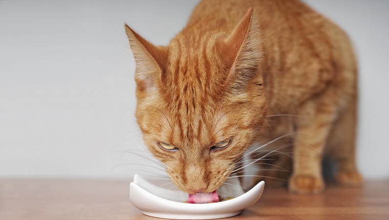 Ginger cat eating out of a bowl. Close-up with copy space.