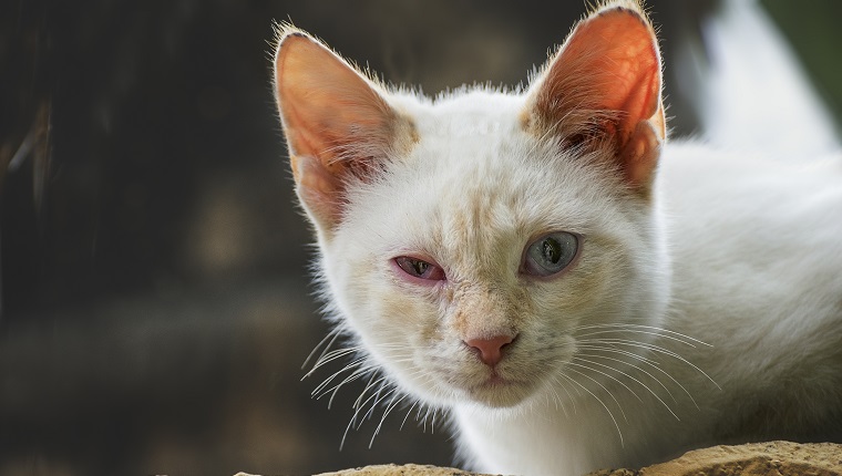 White cat with conjunctivitis