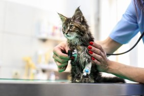 Mid adult woman working as a veterinary, examining a kitten. About 35 years old, Caucasian brunette.