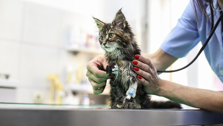 Mid adult woman working as a veterinary, examining a kitten. About 35 years old, Caucasian brunette.