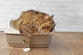 Cute longhair cat going out of a Litter box. Panramic image with copy space.